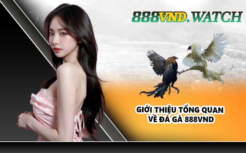 Giới thiệu tổng quan về đá gà 888VND