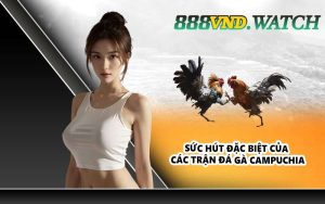 Sức hút đặc biệt của các trận đá gà Campuchia